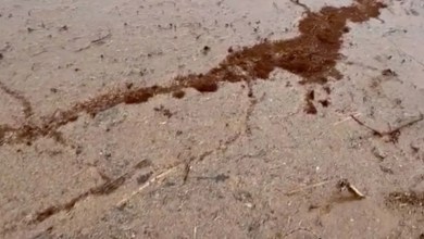 Texans shaken as thousands of fire ants seen forming rafts on river using their bodies Texans shaken as thousands of fire ants seen forming rafts on river using their bodies