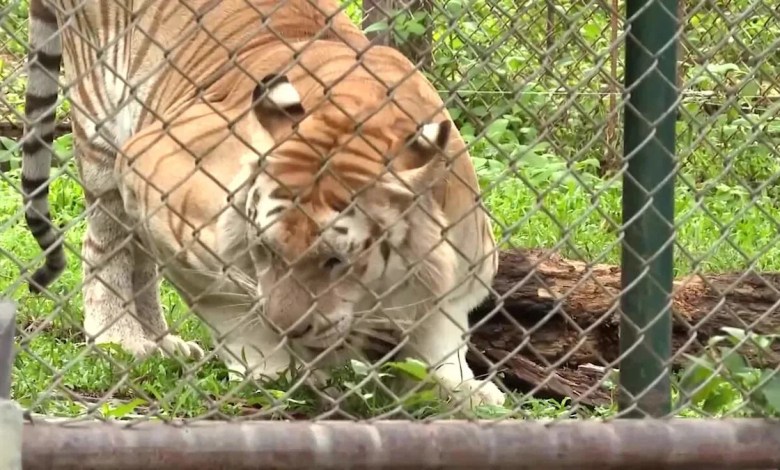 Thai officials rule out bird flu after an illness killed 72 tigers Thai officials rule out bird flu after an illness killed 72 tigers