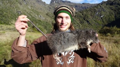 A Mysterious Rat Vanished Into the Mountains in 1989. It Just Showed Its Face for the First Time Since. A Mysterious Rat Vanished Into the Mountains in 1989. It Just Showed Its Face for the First Time Since.