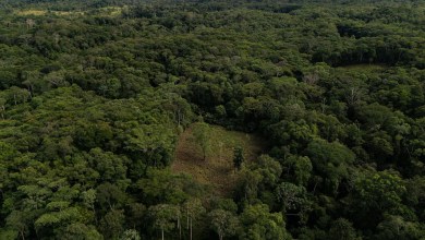 Colombia will use drones to destroy coca crops as it grapples with record cocaine production Colombia will use drones to destroy coca crops as it grapples with record cocaine production
