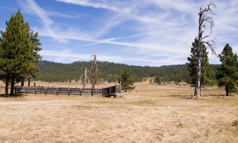 ‘They are trying to stay’ ‘They are trying to stay’