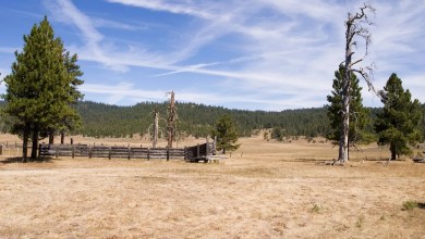 ‘They are trying to stay’ ‘They are trying to stay’