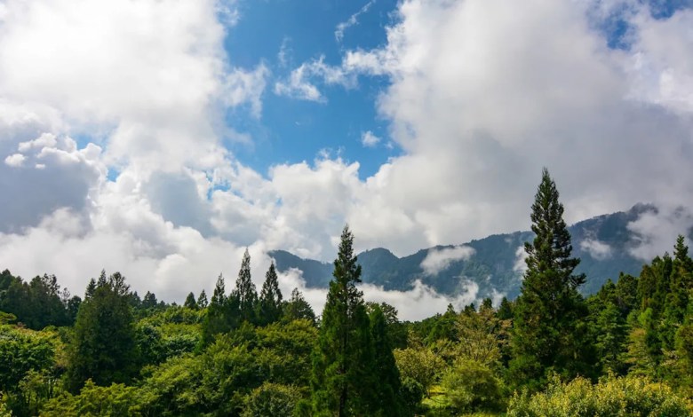 Trail cameras capture stunning footage of elusive creatures: ‘Good for the Earth’ Trail cameras capture stunning footage of elusive creatures: ‘Good for the Earth’
