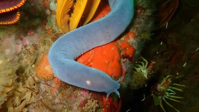 The Ocean’s Slimy Bio-Engineering Marvel The Ocean’s Slimy Bio-Engineering Marvel