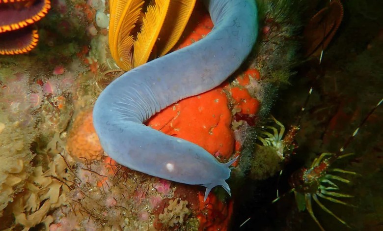 The Ocean’s Slimy Bio-Engineering Marvel The Ocean’s Slimy Bio-Engineering Marvel