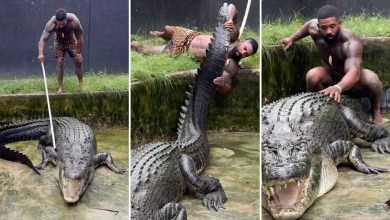 Man known as ‘The Real Tarzann’ under fire for shocking videos with massive reptiles: ‘Extremely dangerous and illegal’ Man known as ‘The Real Tarzann’ under fire for shocking videos with massive reptiles: ‘Extremely dangerous and illegal’