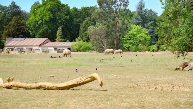 Officials stunned after witnessing rare birth of elusive creature: ‘A memorable day’ Officials stunned after witnessing rare birth of elusive creature: ‘A memorable day’