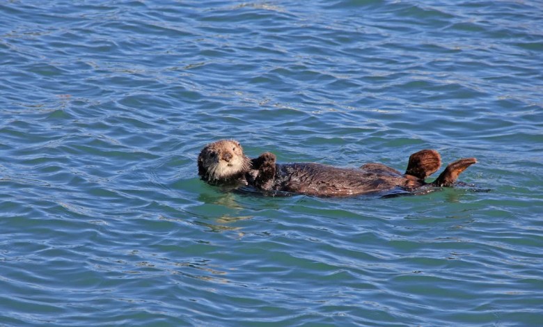 Researchers make disturbing discovery after dead animals wash up on coastline: ‘Troubling’ Researchers make disturbing discovery after dead animals wash up on coastline: ‘Troubling’