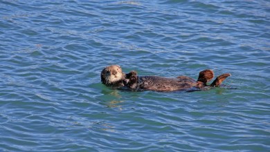 Researchers make disturbing discovery after dead animals wash up on coastline: ‘Troubling’ Researchers make disturbing discovery after dead animals wash up on coastline: ‘Troubling’