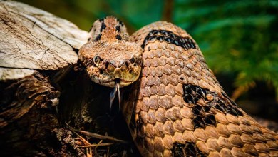 Man Dies After Getting Bitten by Venomous Snake He Picked Up During a Hike Man Dies After Getting Bitten by Venomous Snake He Picked Up During a Hike