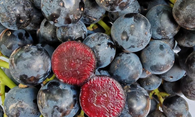 M&S’s brand new ‘superfruit’ could boost your gut heath and immunity M&S’s brand new ‘superfruit’ could boost your gut heath and immunity