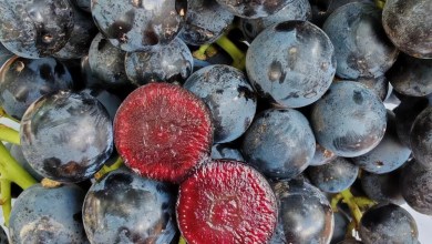 M&S’s brand new ‘superfruit’ could boost your gut heath and immunity M&S’s brand new ‘superfruit’ could boost your gut heath and immunity