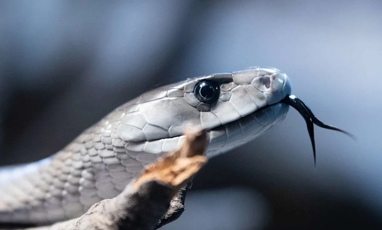 A Man Has Let Hundreds of Venomous Snakes Bite Him on Purpose, Now His Blood Is Being Used for Lifesaving Treatments A Man Has Let Hundreds of Venomous Snakes Bite Him on Purpose, Now His Blood Is Being Used for Lifesaving Treatments