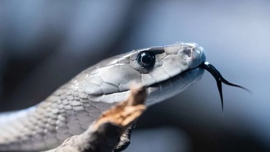 A Man Has Let Hundreds of Venomous Snakes Bite Him on Purpose, Now His Blood Is Being Used for Lifesaving Treatments A Man Has Let Hundreds of Venomous Snakes Bite Him on Purpose, Now His Blood Is Being Used for Lifesaving Treatments