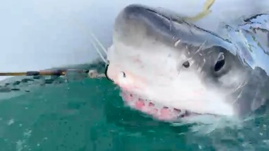10-foot great white shark makes spring break stop off Sarasota coast 10-foot great white shark makes spring break stop off Sarasota coast