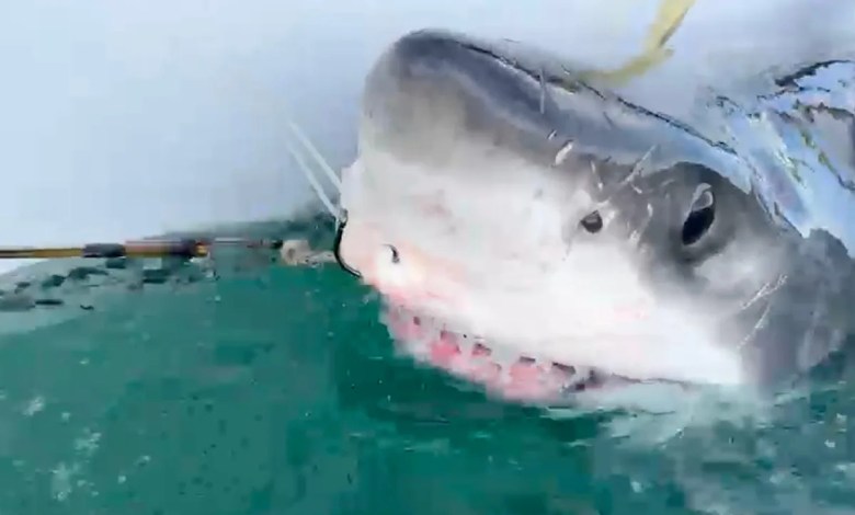 10-foot great white shark makes spring break stop off Sarasota coast 10-foot great white shark makes spring break stop off Sarasota coast