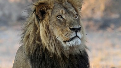 A trophy hunter killed a lion in Zimbabwe that was part of a research project, sparking anger A trophy hunter killed a lion in Zimbabwe that was part of a research project, sparking anger