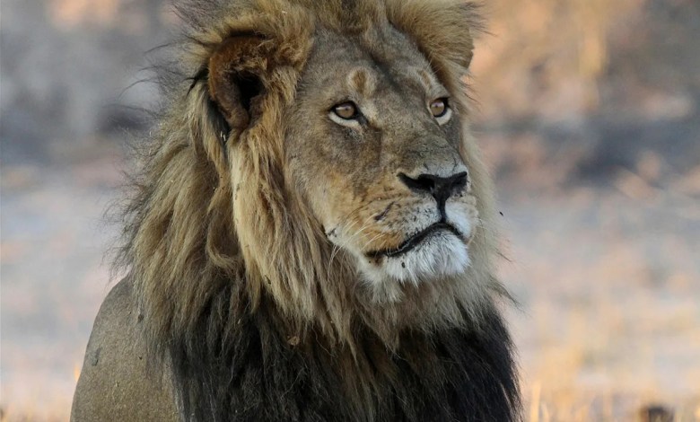 A trophy hunter killed a lion in Zimbabwe that was part of a research project, sparking anger A trophy hunter killed a lion in Zimbabwe that was part of a research project, sparking anger