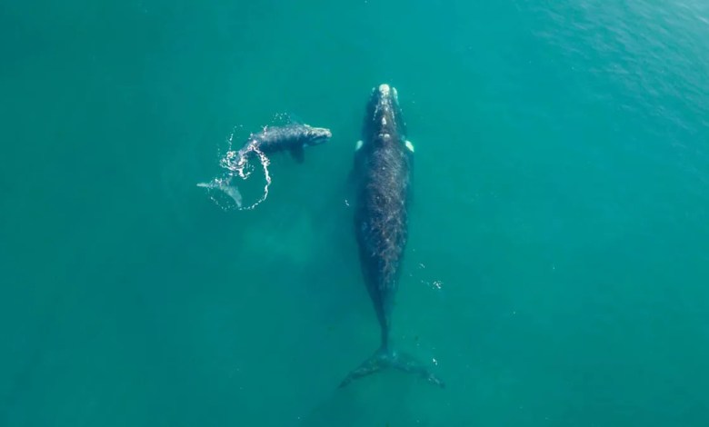 Stunning Drone Footage Captures the Moment a Massive Whale Approaches an Unsuspecting Paddleboarder Stunning Drone Footage Captures the Moment a Massive Whale Approaches an Unsuspecting Paddleboarder