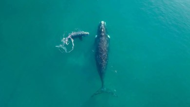 Stunning Drone Footage Captures the Moment a Massive Whale Approaches an Unsuspecting Paddleboarder Stunning Drone Footage Captures the Moment a Massive Whale Approaches an Unsuspecting Paddleboarder