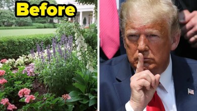 This Before And After Picture Of Trump’s White House Rose Garden Is Going Viral This Before And After Picture Of Trump’s White House Rose Garden Is Going Viral