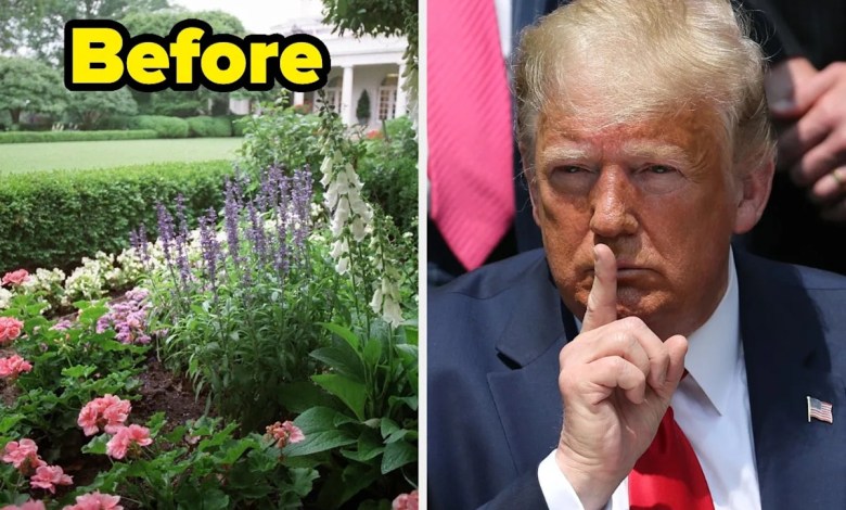 This Before And After Picture Of Trump’s White House Rose Garden Is Going Viral This Before And After Picture Of Trump’s White House Rose Garden Is Going Viral
