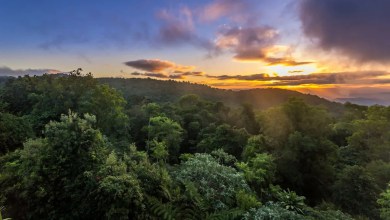 Researchers stunned after discovering new insect size of bowling pin in Australia: ‘Scary thing’ Researchers stunned after discovering new insect size of bowling pin in Australia: ‘Scary thing’