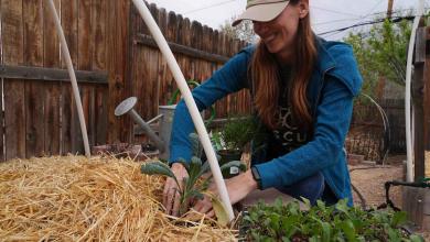 Here’s how to grow your own food with less water, even in a drought Here’s how to grow your own food with less water, even in a drought