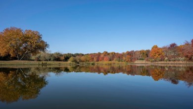 Experts celebrate remarkable recovery of beloved creature in Long Island waterway Experts celebrate remarkable recovery of beloved creature in Long Island waterway