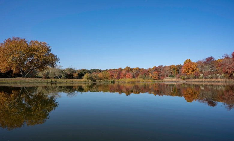 Experts celebrate remarkable recovery of beloved creature in Long Island waterway Experts celebrate remarkable recovery of beloved creature in Long Island waterway