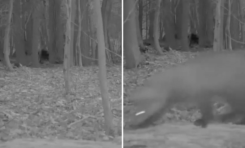 Experts thrilled as trail camera captures footage of creature not seen in over 100 years: ‘This is tremendously exciting’ Experts thrilled as trail camera captures footage of creature not seen in over 100 years: ‘This is tremendously exciting’
