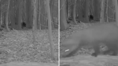 Experts thrilled as trail camera captures footage of creature not seen in over 100 years: ‘This is tremendously exciting’ Experts thrilled as trail camera captures footage of creature not seen in over 100 years: ‘This is tremendously exciting’