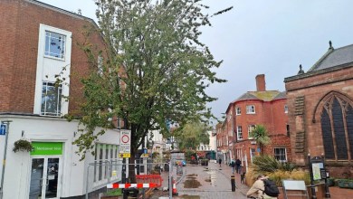 Sadness at potential loss of cherry tree in city Sadness at potential loss of cherry tree in city