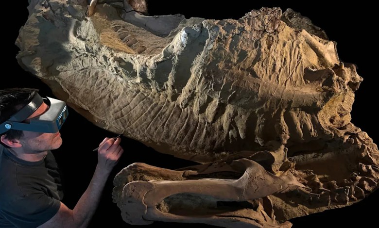 Dinosaur ‘mummies’ prove some dinos had hooves Dinosaur ‘mummies’ prove some dinos had hooves