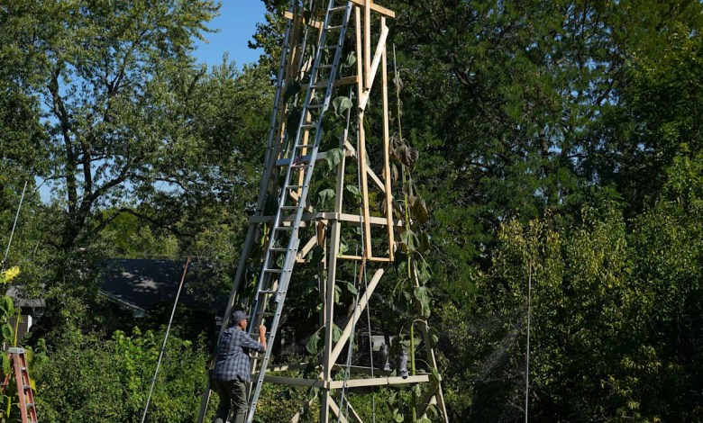 The world’s tallest sunflower blooms in an Indiana backyard as a tribute to Ukraine The world’s tallest sunflower blooms in an Indiana backyard as a tribute to Ukraine