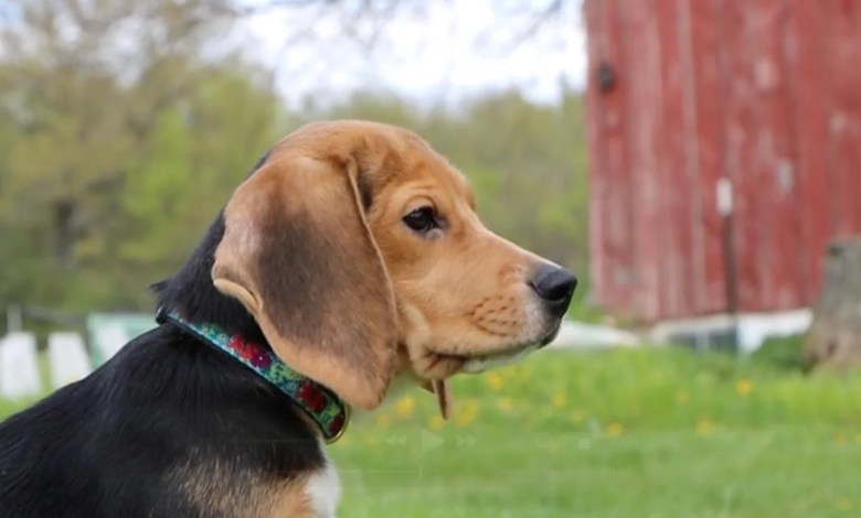 1,500 beagles will get new lives, warm laps after release from research facility 1,500 beagles will get new lives, warm laps after release from research facility