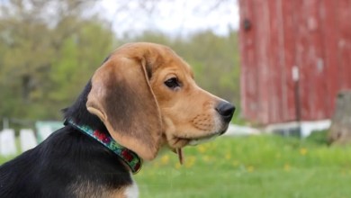 1,500 beagles will get new lives, warm laps after release from research facility 1,500 beagles will get new lives, warm laps after release from research facility