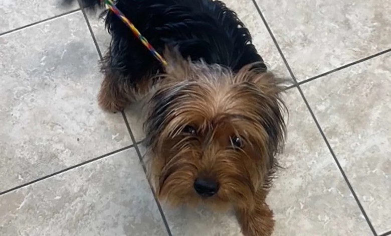 Mass. Couple Claimed They Found Abandoned Dog on Side of the Road. Why Police Are Now Saying It Was a Hoax Mass. Couple Claimed They Found Abandoned Dog on Side of the Road. Why Police Are Now Saying It Was a Hoax