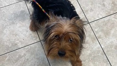 Mass. Couple Claimed They Found Abandoned Dog on Side of the Road. Why Police Are Now Saying It Was a Hoax Mass. Couple Claimed They Found Abandoned Dog on Side of the Road. Why Police Are Now Saying It Was a Hoax