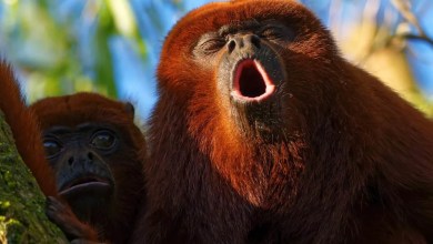 How Monkeys Make Up for Their Size How Monkeys Make Up for Their Size