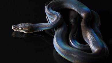 Boys Intervene as Python Attacks Dog in Viral Video Boys Intervene as Python Attacks Dog in Viral Video