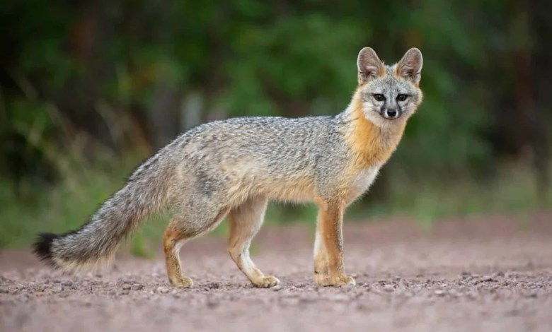 Meet the Only Tree-Climbing Canine in North America—and Delaware’s Official Symbol Meet the Only Tree-Climbing Canine in North America—and Delaware’s Official Symbol