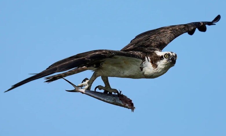 Osprey came back from the brink once. Now chicks are dying in nests, and some blame overfishing Osprey came back from the brink once. Now chicks are dying in nests, and some blame overfishing