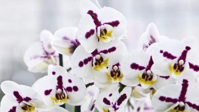 Inside the secretive and lucrative world of orchid breeding Inside the secretive and lucrative world of orchid breeding