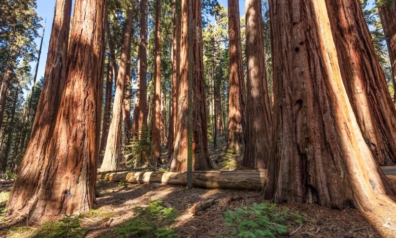 Authorities uncover massive illegal operation deep in US national park — here’s what they found Authorities uncover massive illegal operation deep in US national park — here’s what they found
