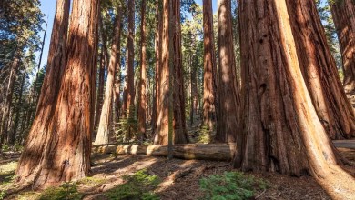 Authorities uncover massive illegal operation deep in US national park — here’s what they found Authorities uncover massive illegal operation deep in US national park — here’s what they found
