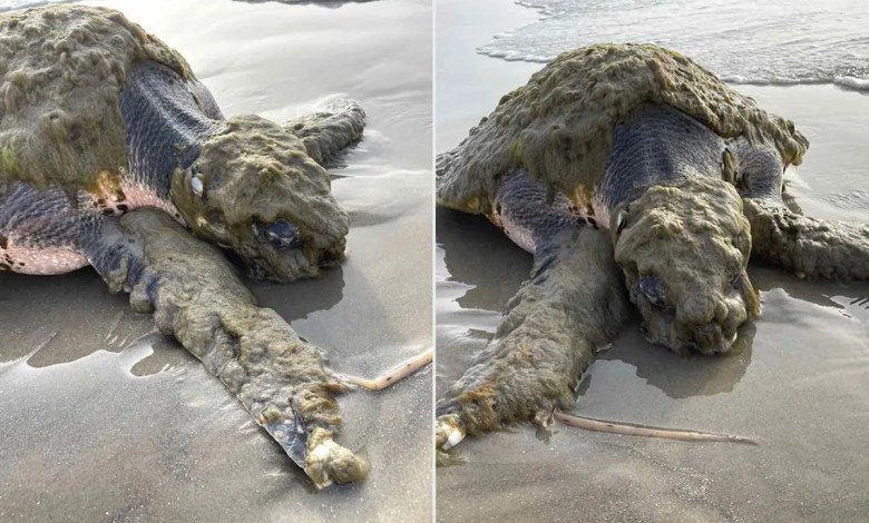 One of the World’s Rarest Turtles Washes Up in Texas, Covered in Living Organisms and in Desperate Need of Help One of the World’s Rarest Turtles Washes Up in Texas, Covered in Living Organisms and in Desperate Need of Help