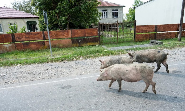 ‘Remember to keep a safe distance’ ‘Remember to keep a safe distance’