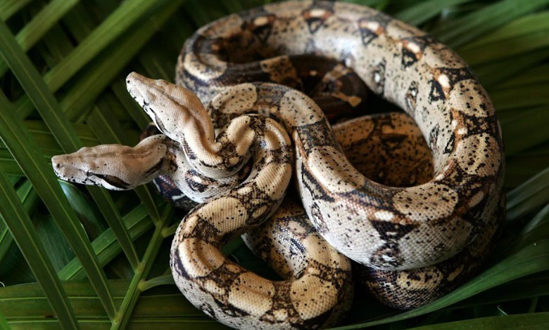 Florida man’s pet boa constrictor Pedro escapes during labor emergency Florida man’s pet boa constrictor Pedro escapes during labor emergency
