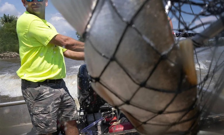 Trump admin moves Great Lakes Asian carp project from Illinois, Pritzker claims a ‘political stunt’ Trump admin moves Great Lakes Asian carp project from Illinois, Pritzker claims a ‘political stunt’